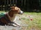 Handsome Jack Russel terrier dog white and brown close up with home outdoor surrounding making serious face under morning sunlight