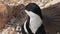 Handsome Lapwing Bird Head With Close-up