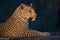 A handsome leopard in profile.