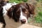 A handsome liver and white collie cross springer spaniel pet dog