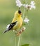 Handsome Male  American Goldfinch Posing on Stem