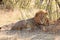 Handsome Male Lion with a golden mane resting next to a bush