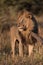 A handsome male lion standing in side light in Savute.