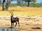 Handsome Male Sable Antelope looking alert while standing next to a waterhole