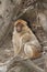 Handsome male Wild Barbary Macaque Monkey close-up