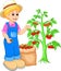 Handsome man cartoon picking tomato on garden