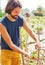 Handsome man picking green tomatoes