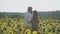 Handsome man and woman kiss at the sunflower field