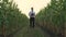 Handsome, mature, businessman holding a tablet and walking through a green corn field