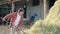 Handsome mature farmer turns the hay with a pitchfork on the backyard of farm. Growing livestock is a traditional direction of agr