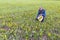 Handsome mature man collects dandelions in the meadow for making natural jam