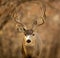 Handsome Mule Deer Buck pauses for portrait