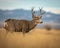 Handsome Mule Deer Buck stands in field in Rocky Mountain West