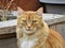 A handsome orange tabby cat