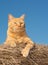 Handsome orange tabby cat on the top of a hay bale