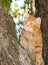 Handsome orange tabby cat up in a tree