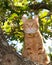 Handsome orange tabby cat up in a tree