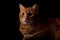 Handsome orange tabby side lit