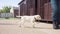 Handsome Pedigree cute White Labrador Walking on a leash with his master, Having Fun Outdoors. Happy Young Puppy on a