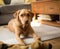 A handsome pet Labrador Retriever dog at home
