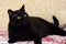 Handsome plump black cat