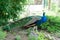 A handsome, proud male peacock walks through the summer park.