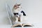 Handsome ragdoll cat in suit with book