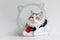 Handsome ragdoll cat in suit hold red rose