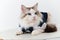Handsome ragdoll cat in suit sit down