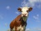 Handsome red pied young cow with white horns and pink nose, low view, against a blue cloudy sky