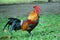 Handsome Rooster in a Garden