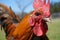 Handsome Rooster Portrait