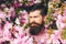 Handsome serious bearded man outdoors. Spring day. Garden with blossoming large cherry trees. Spring pink sakura blossom. Bearded