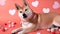 A handsome shiba shot with various red hearts decorations.