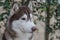 A handsome Siberian husky dog