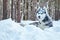 Handsome Siberian Husky dog black and white colour with blue eyes lying in snow in winter forest. Copy space.