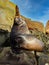 Handsome Steller Sea Lion