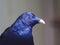 Handsome Superb Male Satin Bowerbird in Shimmering Beauty.