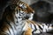 Handsome tiger resting