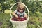 Handsome toddler looking at a white wicker basket full of cherries on the ground