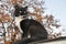 Handsome tuxedo cat sitting high up, looking to the right of the viewer