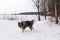 Handsome unleashed Keeshond dog walking in snow with wary expression next to wooded area