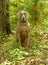 Handsome Weimaraner dog sitting in the shade of trees in the woods