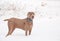 Handsome Weimaraner dog in snow