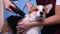 A handsome welsh corgi pembroke getting his fur dried with a blower at the groomer in grooming salon