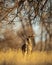 Handsome Whitetail Deer Buck raises his tail to signal dangeunting season