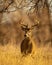 Handsome Whitetail Deer Buck is shown standing in wooded terrain