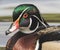 Handsome woodduck