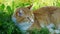 A handsome yellow tabby cat laying the green grass showing his green eyes.