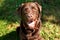 Handsome young chocolate labrador retriever close-up portrait